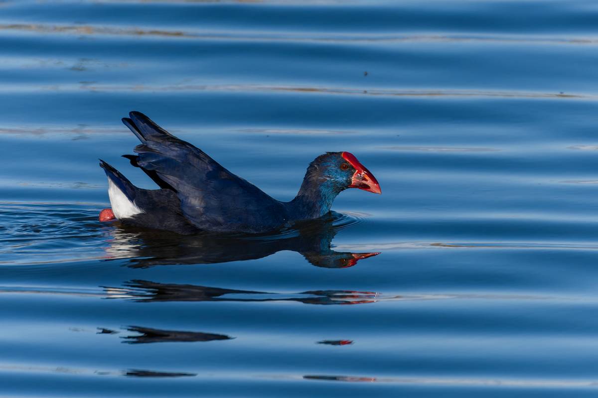 Polla Blava al Delta de l`ebre - Francesc Comellas Corral Polla Blava al Delta de l`ebre