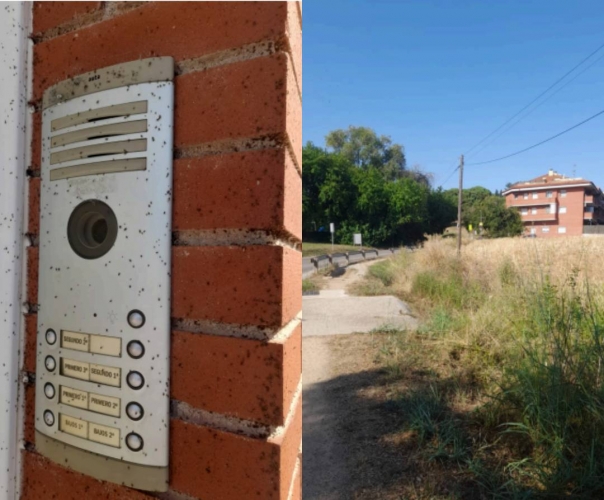 Mesures correctives per fer front a la presència de xinxes a Sant Antoni de Vilamajor