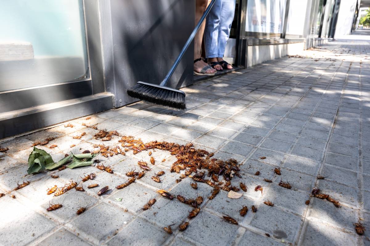 A la caça de paneroles: “És molt desagradable”