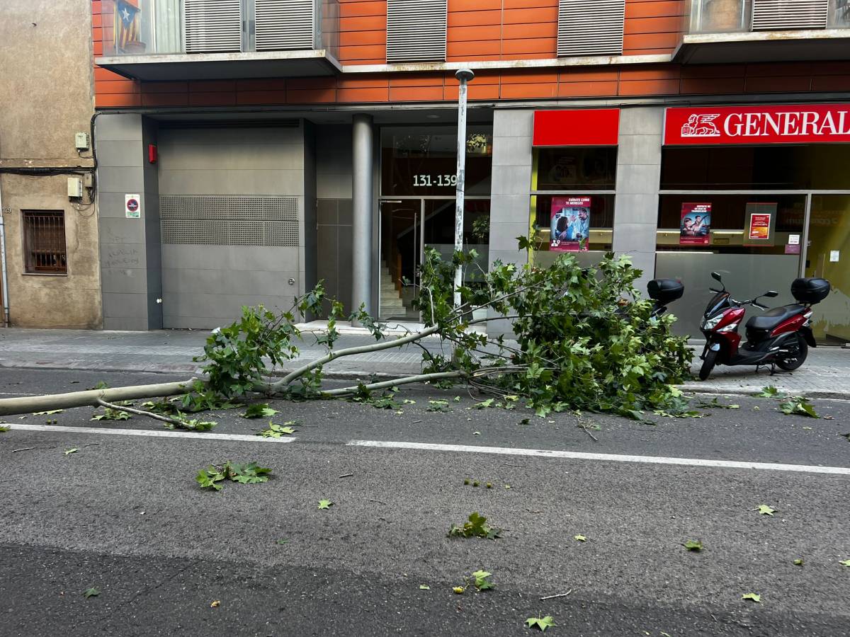 Cau una branca de grans dimensions damunt d'un vehicle que circulava per la Creu Alta