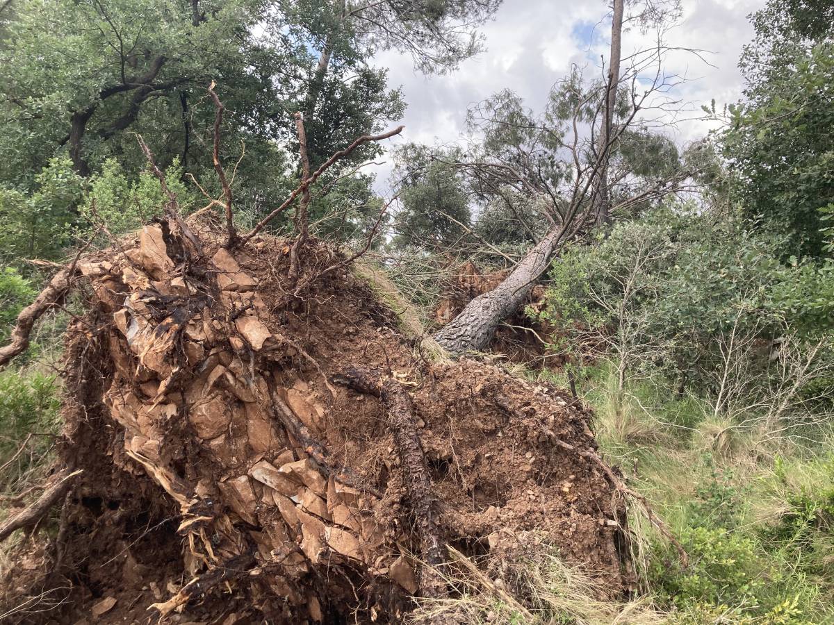 L`esclafit del Bages va arrencar centenars d`arbres - Oriol Rodríguez Ballester / Meteocat L`esclafit del Bages va arrencar centenars d`arbres