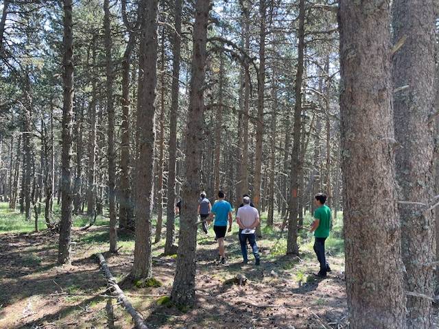 Bosc subhastat - Bosc subhastat