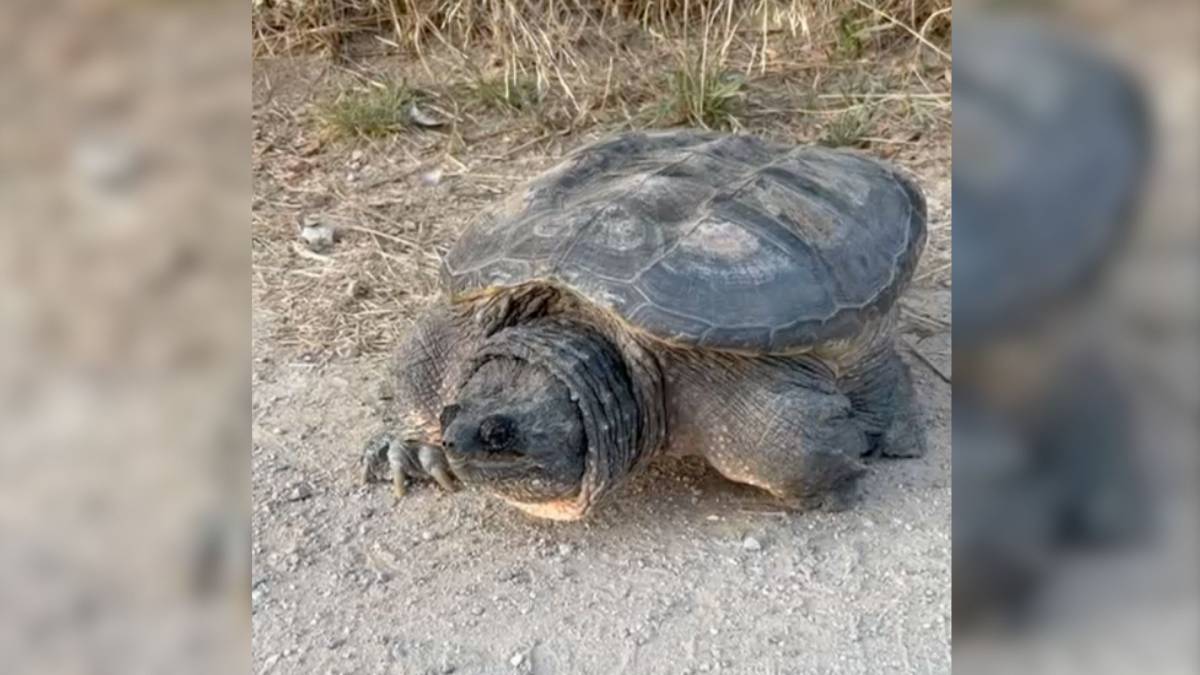 VÍDEO | Troben una gran tortuga mossegadora al riu Ripoll de Sabadell