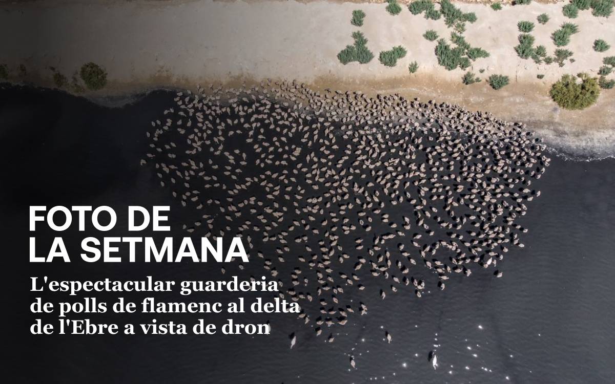 L`espectacular guarderia de polls de flamenc al delta de l`Ebre a vista de dron