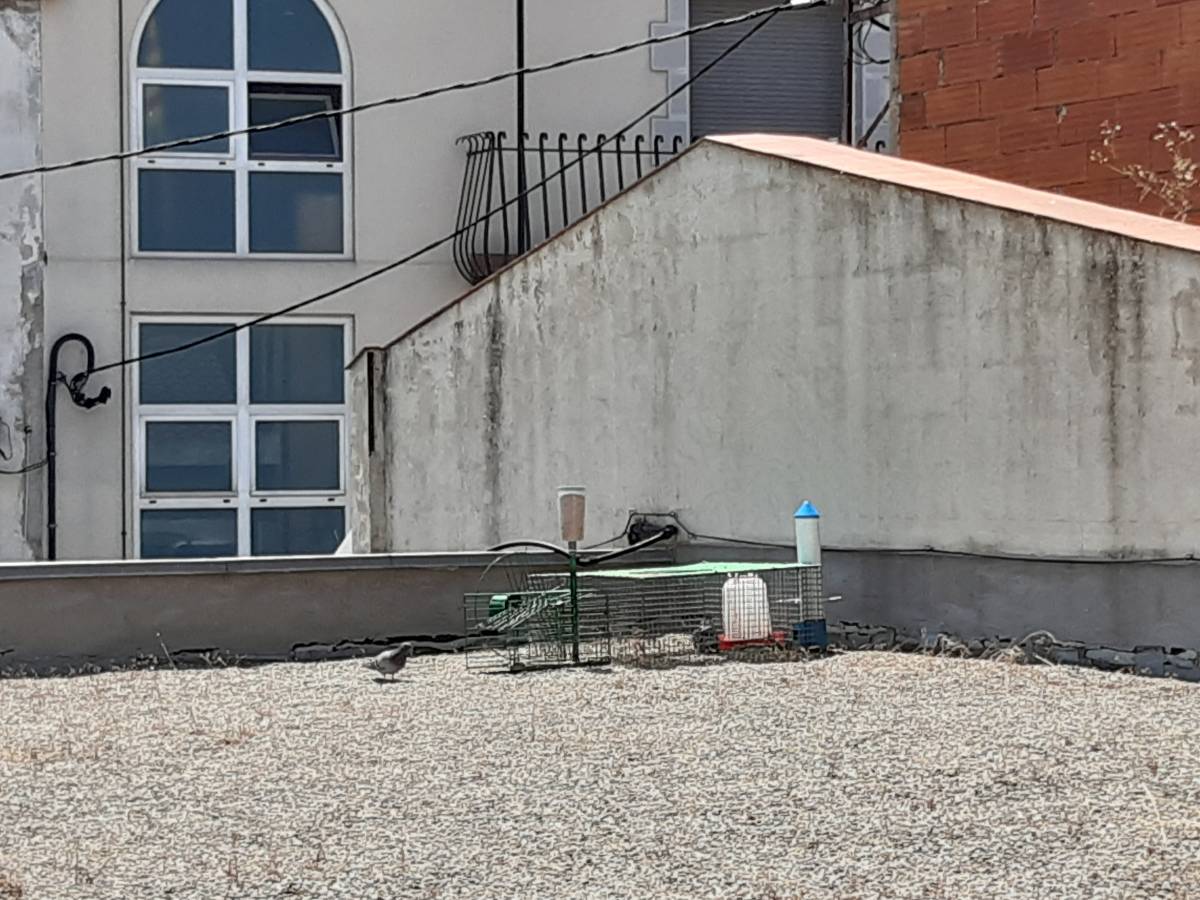 Control de coloms a Sant Celoni per evitar problemes de salut i brutícia