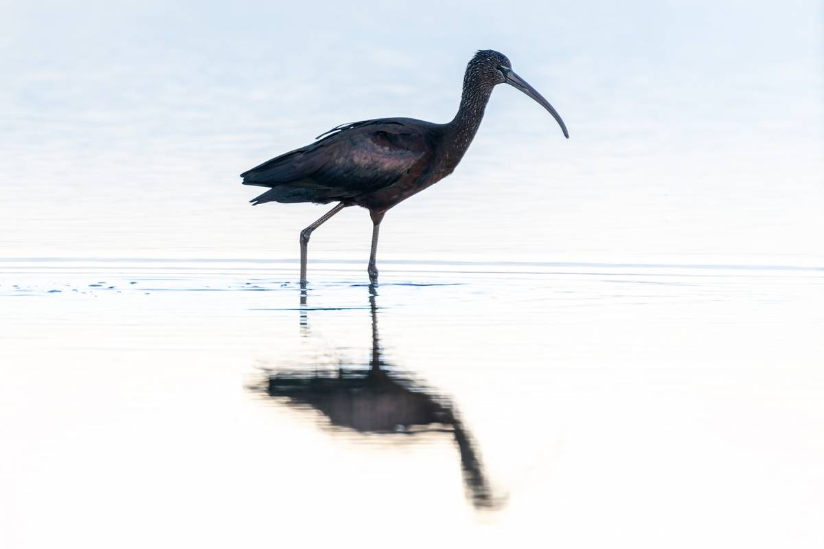 Capó reial delta de l`ebre - Francesc Comellas Corral Capó reial delta de l`ebre