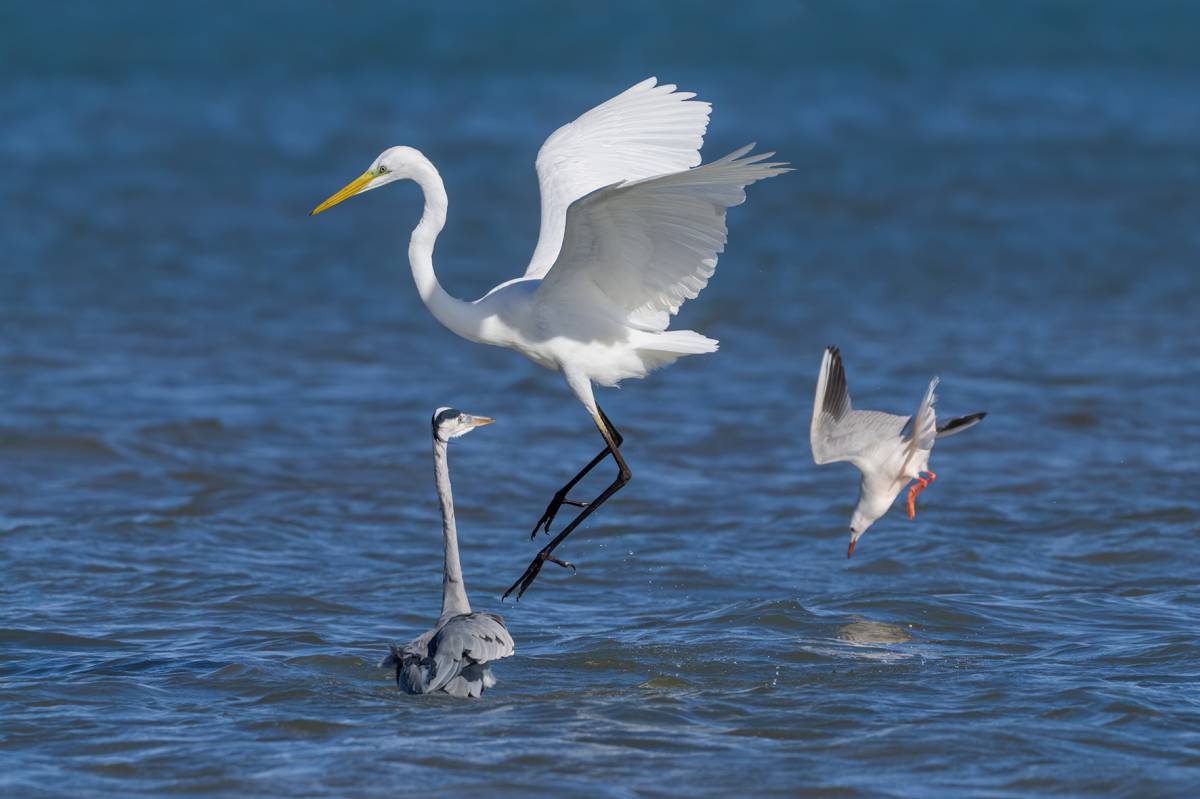 D`esquerra a dreta: un bernat pescaire, un agró blanc i una gavina capblanca al Delta de l`Ebre - Francesc Comellas Corral D`esquerra a dreta: un bernat pescaire, un agró blanc i una gavina capblanca al Delta de l`Ebre