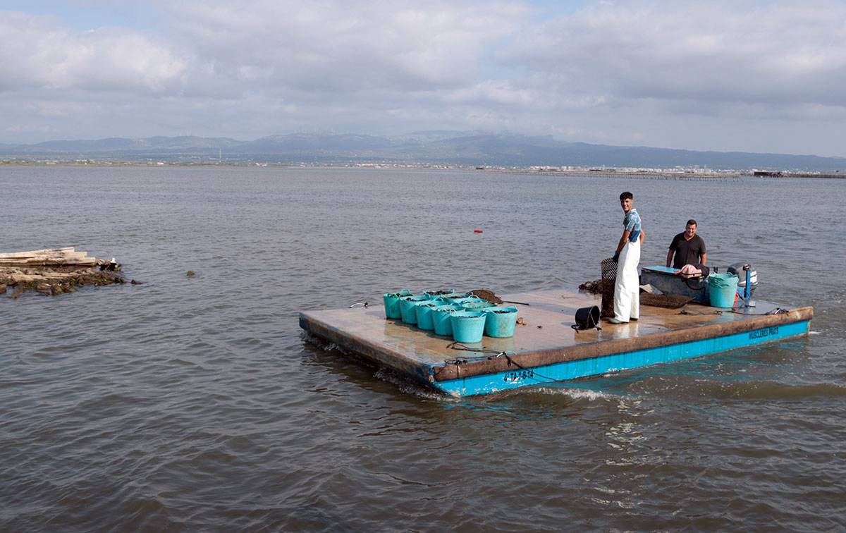 La producció de musclo al Delta: una campanya més curta pel clima i ara pendents de la cria