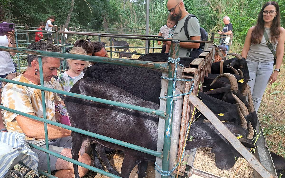 La Festa del Tomàquet prepara petits ramaders