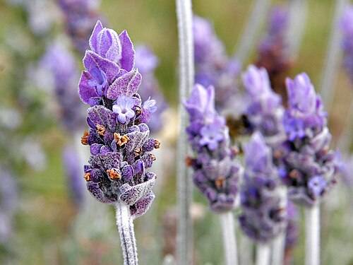 lavanda - viquipèdia lavanda