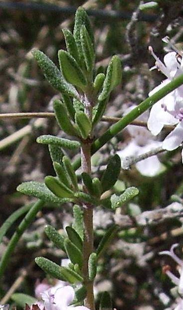 farigola - viquipedia farigola