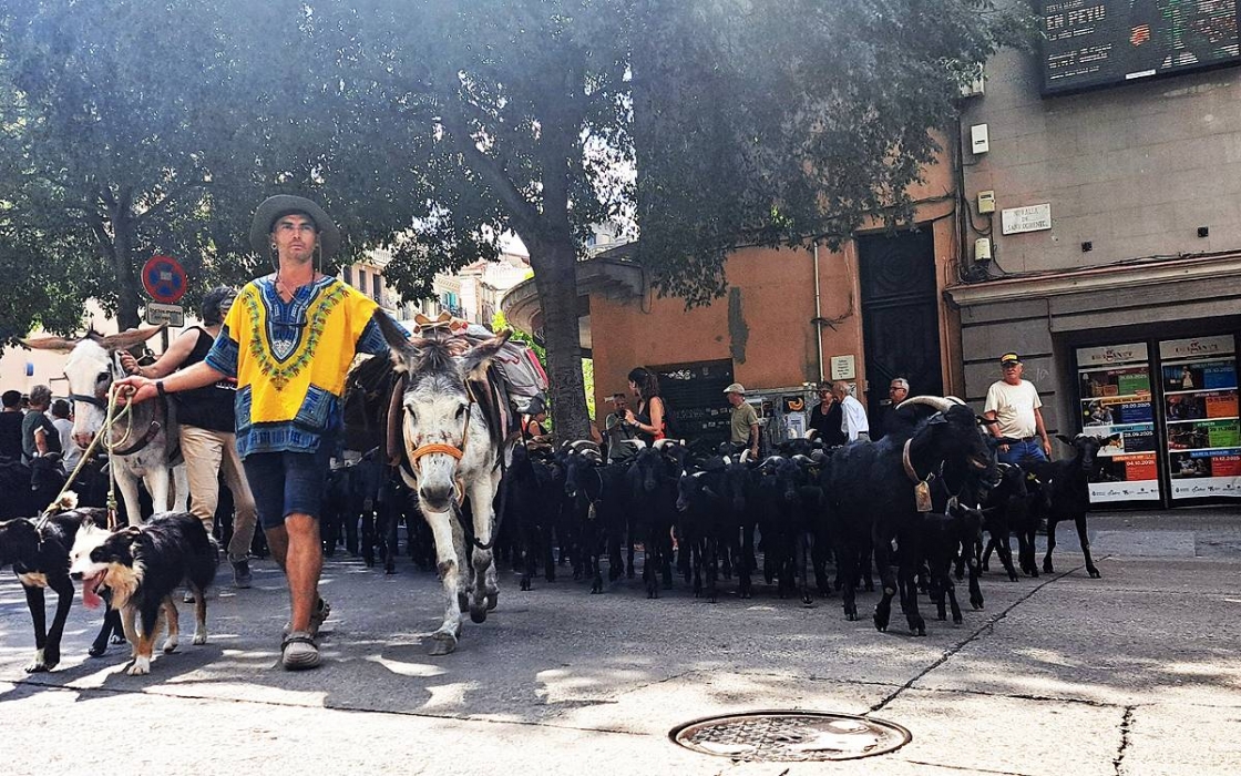 La caravana de cabres que creua Manresa i fa aturar la ciutat (i els mòbils)