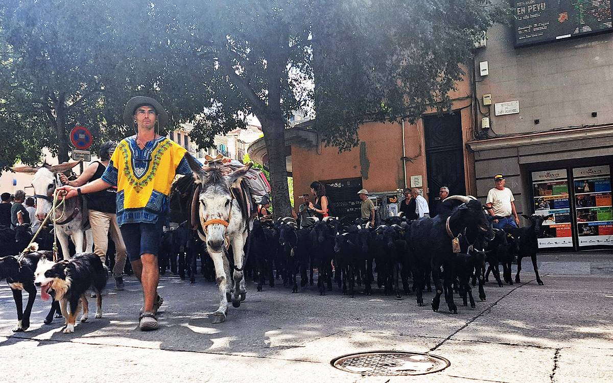 La caravana de cabres que creua Manresa i fa aturar la ciutat (i els mòbils)