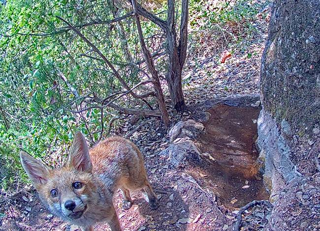 La fauna forestal del parc natural de Sant Llorenç, en temps real