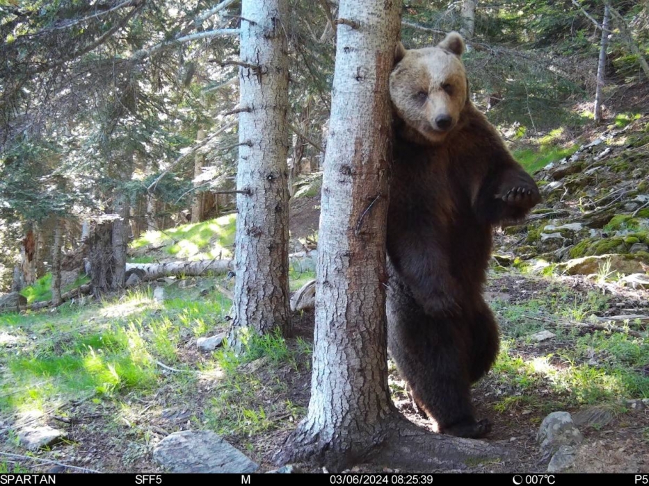 Quinze óssos bruns detectats aquesta primavera a la Val d’Aran