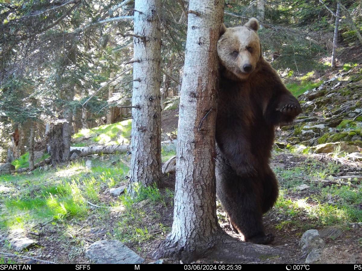 Quinze óssos bruns detectats aquesta primavera a la Val d’Aran