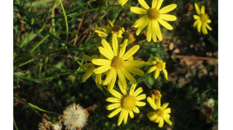Alerten d'una planta tòxica invasora al Montseny