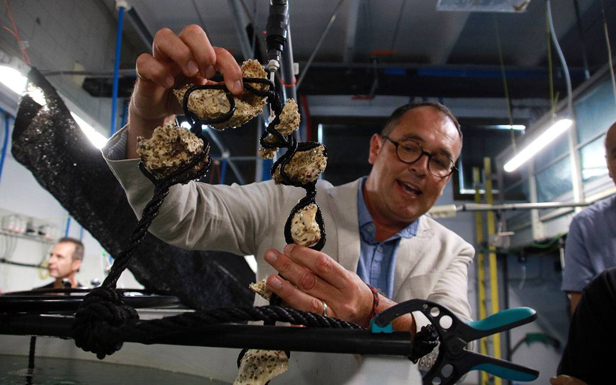La FAO i l'IRTA obren a la Ràpita un centre d'aqüicultura que vol regenerar els ecosistemes aquàtics