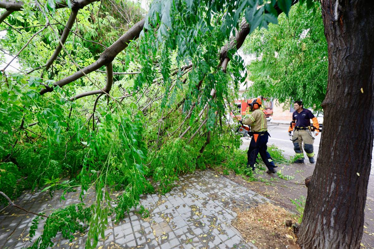 FOTOS | Diversos arbres caiguts a Sabadell a causa de les pluges