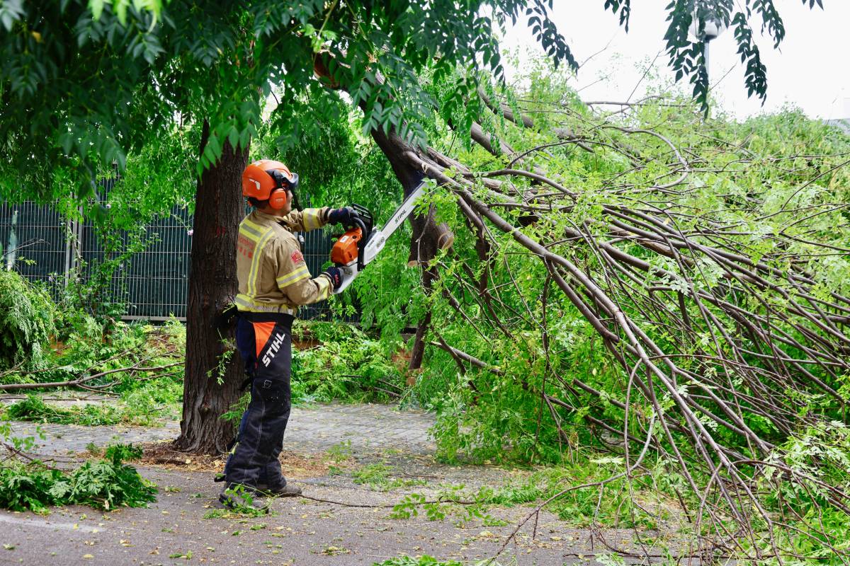 Diversos arbres han caigut a causa dels forts aiguats - Juanma Peláez Diversos arbres han caigut a causa dels forts aiguats