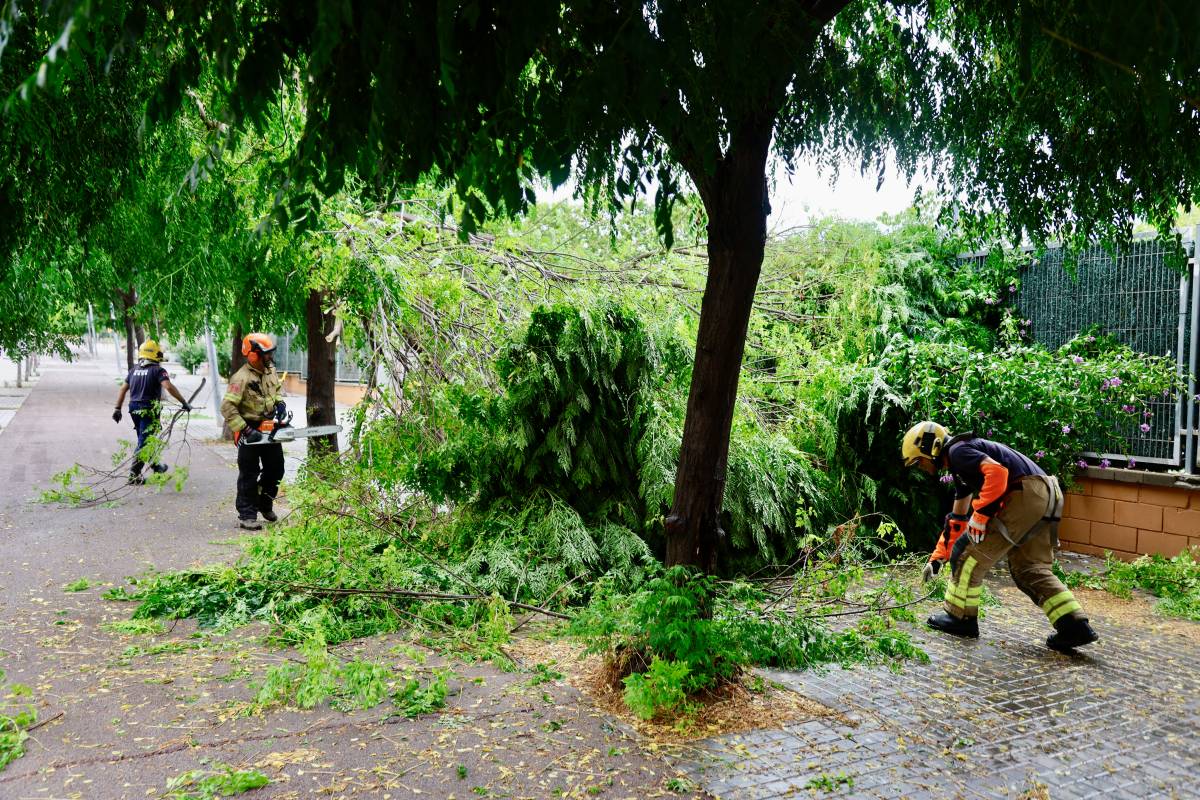 Diversos arbres han caigut a causa dels forts aiguats - Juanma Peláez Diversos arbres han caigut a causa dels forts aiguats