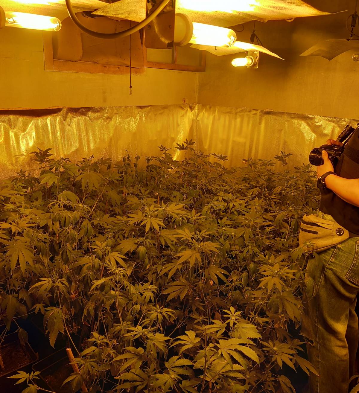 Detenen un home que tenia 251 plantes de marihuana dins de casa a la Serra d'Almos