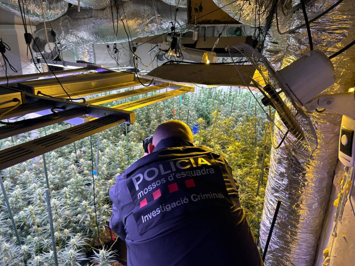 Desmantellen una plantació de marihuana a les Garrigues amb tres detinguts