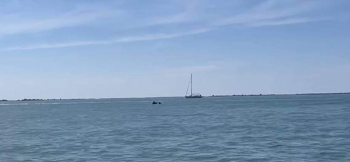 Apareix un grup de dofins a la punta de la Banya