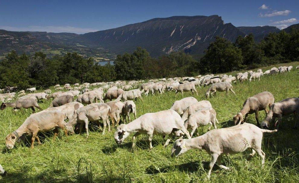 Un ramat d`ovelles pasturant en una zona del futur parc natural del Montsec - Consell Comarcal Pallars Jussà Un ramat d`ovelles pasturant en una zona del futur parc natural del Montsec