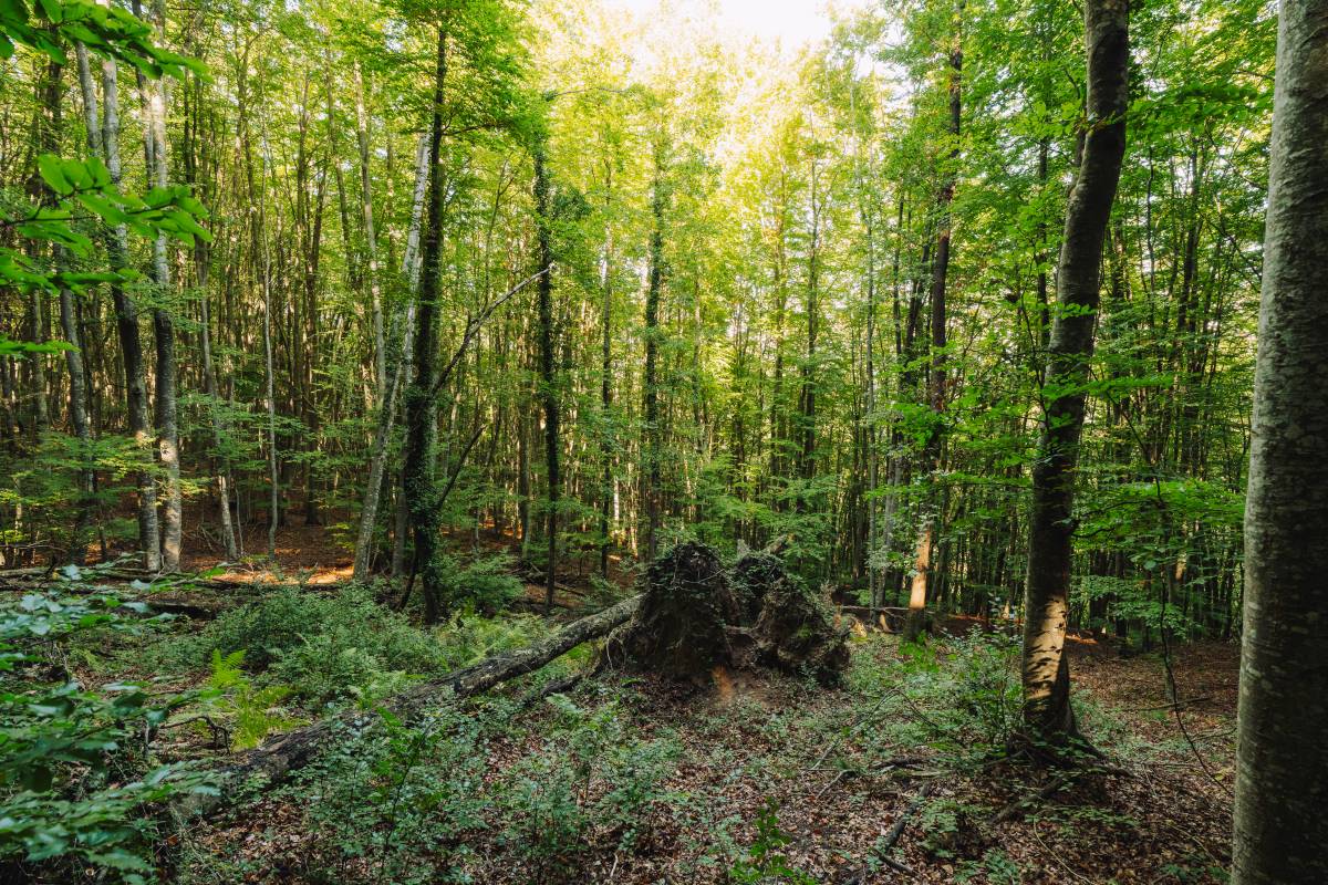 Els boscos europeus estan perdent capacitat de segrestar el CO2 emès a l`atmosfera - Galdric Mossoll / CREAF Els boscos europeus estan perdent capacitat de segrestar el CO2 emès a l`atmosfera