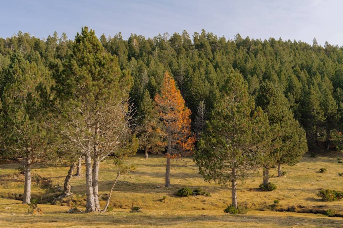 Alerta científica: els boscos europeus perden un terç de la capacitat de captar CO2