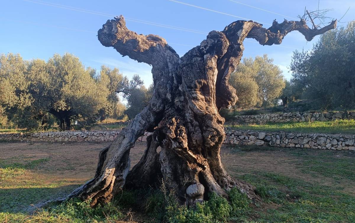 L'art dona una nova vida a oliveres mil·lenàries mortes