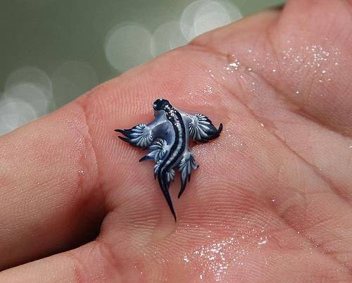 Troben un dragonet blau en una platja dels Països Catalans