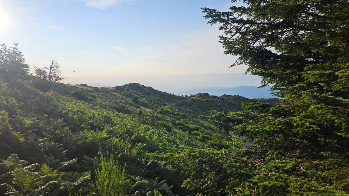 Matollar al Montseny, on s`ha registrat una gran quantitat de petits mamífers. - Lídia Freixas Matollar al Montseny, on s`ha registrat una gran quantitat de petits mamífers.