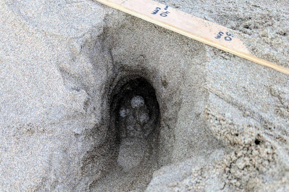 Una tortuga careta pon 105 ous a l'Estartit: el quart niu de l'estiu a la Costa Brava