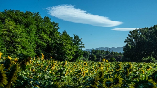 El temps d'aquest dijous 31 de juliol: la temperatura comença a pujar però els ruixats no desapareixen