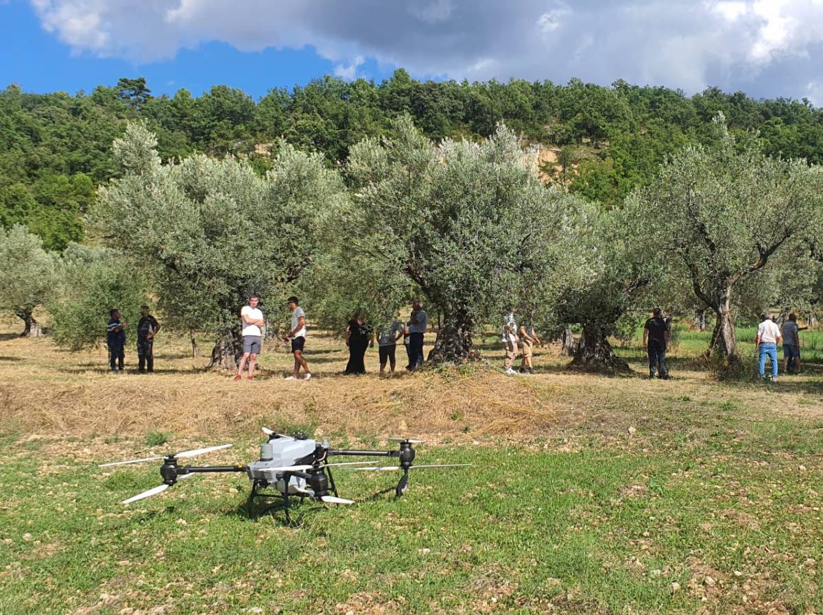Els agricultors del Pallars aposten pels drons per tractar les oliveres