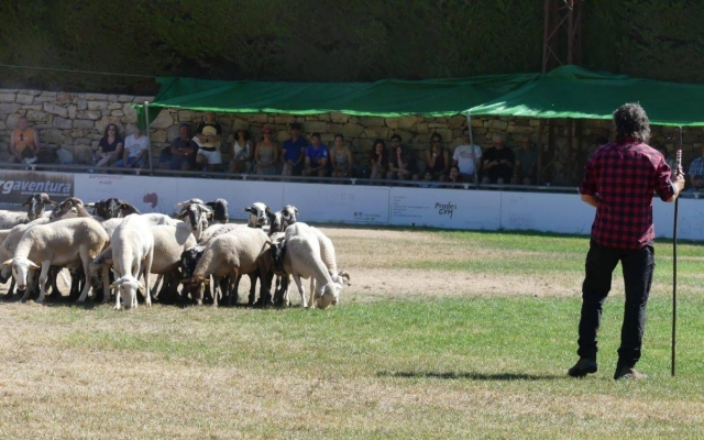 Els millors gossos d'atura tornen a Prades per demostrar la seva destresa en un cap de setmana dedicat al pastoreig
