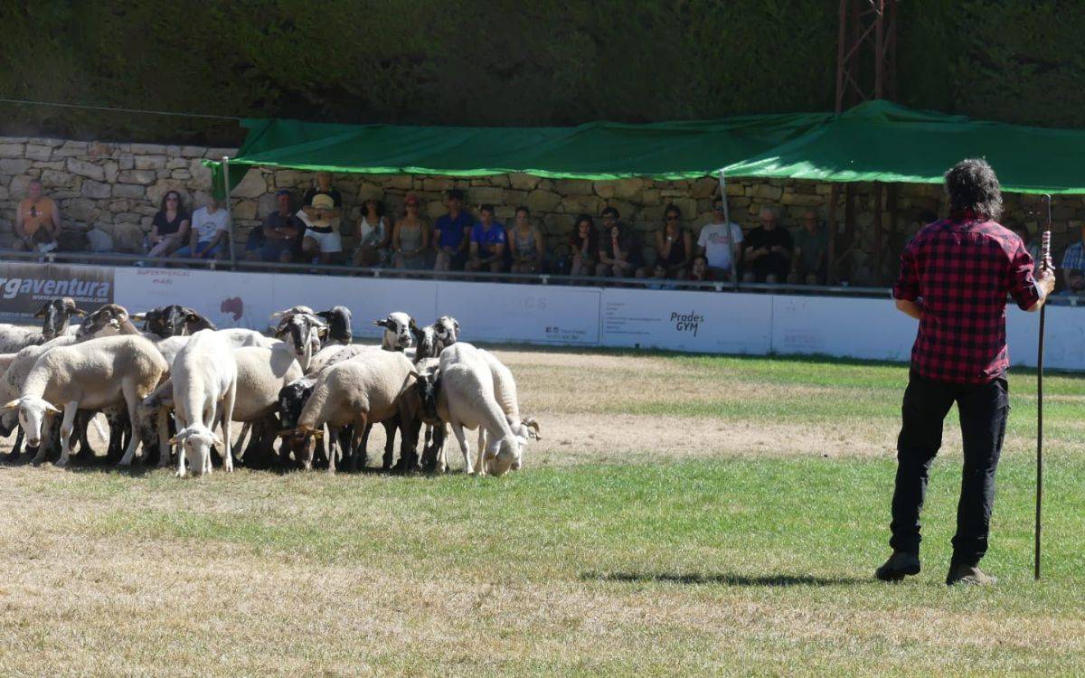 Els millors gossos d'atura tornen a Prades per demostrar la seva destresa en un cap de setmana dedicat al pastoreig