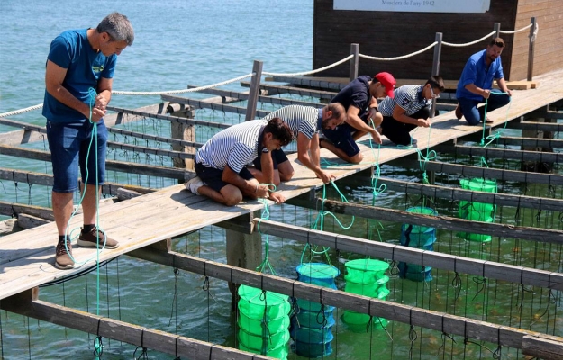Les primeres llavors d'ostra rissada produïdes a l'IRTA de la Ràpita ja creixen a les badies del delta de l'Ebre