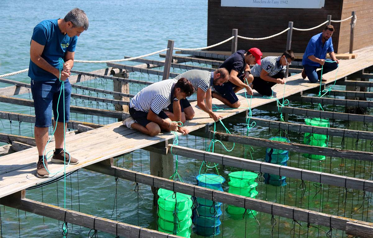 Les primeres llavors d'ostra rissada produïdes a l'IRTA de la Ràpita ja creixen a les badies del delta de l'Ebre