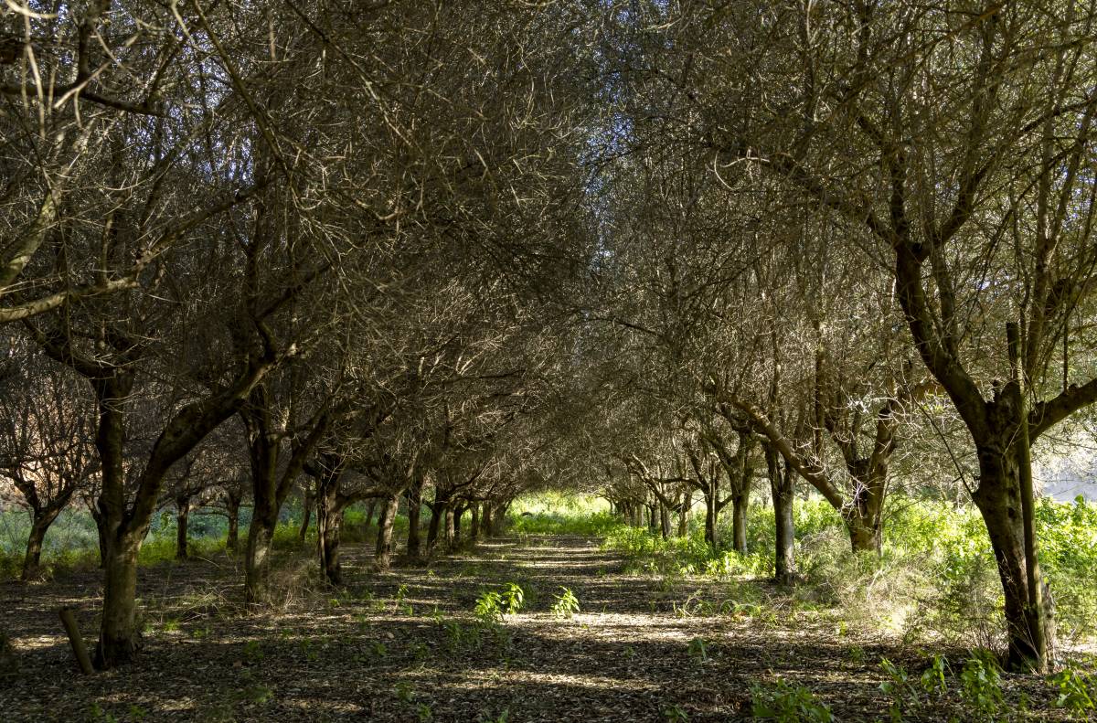 Les oliveres abandonades on actuarà inicialment el projecte de recuperació de conreus de Collserola - Fundació Catalunya La Pedrera Les oliveres abandonades on actuarà inicialment el projecte de recuperació de conreus de Collserola