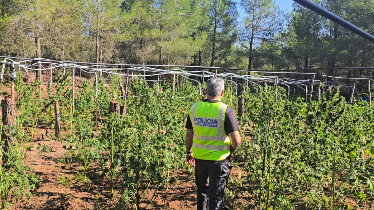 Dos detinguts al Perelló per una plantació de marihuana amagada entre el bosc