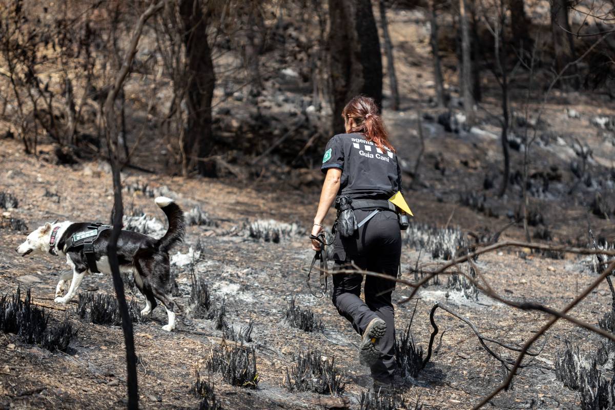 Els Agents Rurals investiguen les causes dels incendis - Hugo Fernández