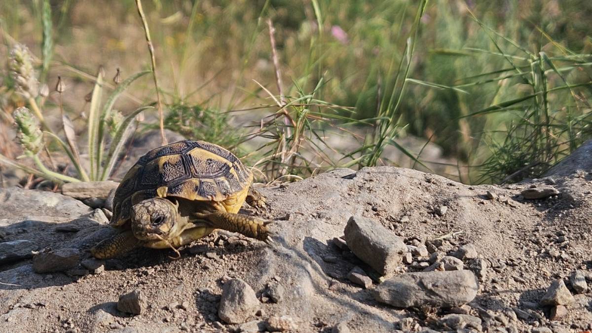 Les tortugues mediterrànies només van resistir a la serra de l`Albera - Cedida pel Departament de Territori Les tortugues mediterrànies només van resistir a la serra de l`Albera