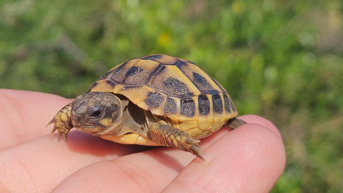 Catalunya ja ha alliberat més de 10.000 tortugues mediterrànies