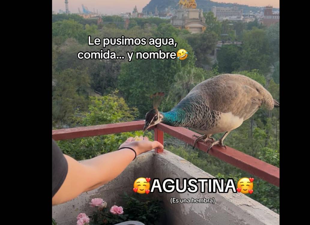 Apareix una paona reial que s'havia escapat del Zoo al balcó d'un pis a Barcelona 