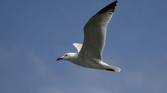 Falcons per espantar gavines, l'estratègia dels hotels a primera línia de mar