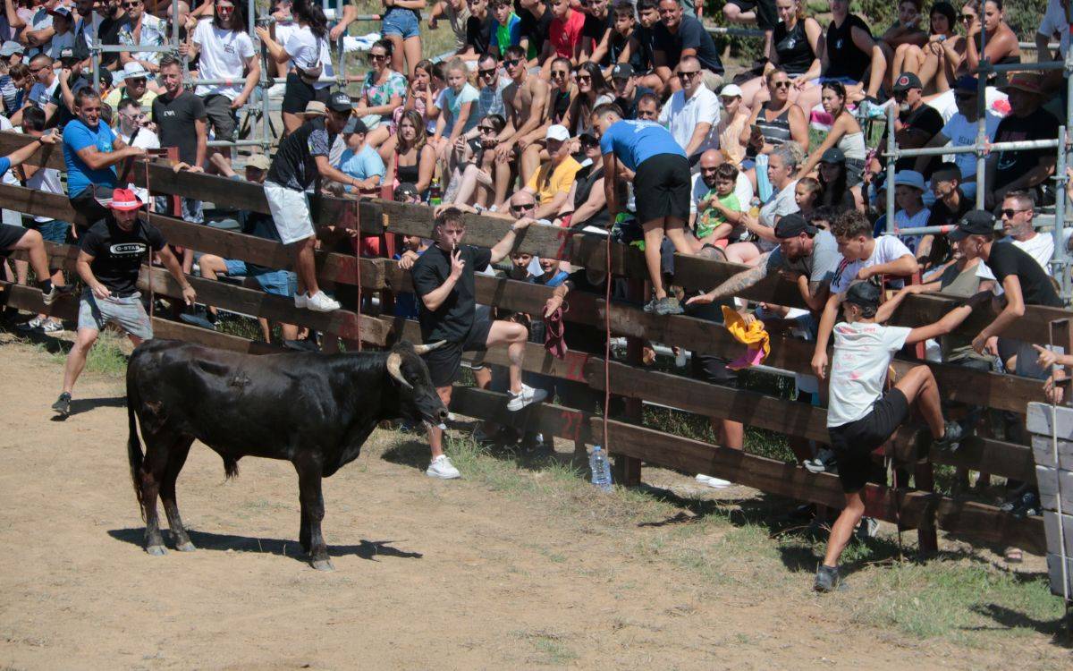 El Morell i Miami Platja mantenen els únics espectacles taurins al Camp de Tarragona enmig del debat animalista