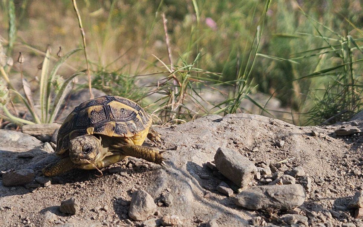 La Serra de Montsant celebra 20 anys reintroduint la tortuga mediterrània amb més de 7.000 exemplars alliberats